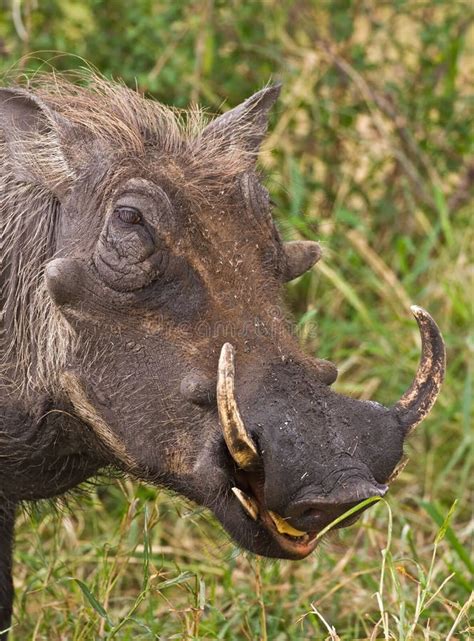 Warthog Stock Image Image Of Nature Wild Warthog Southern 8822593