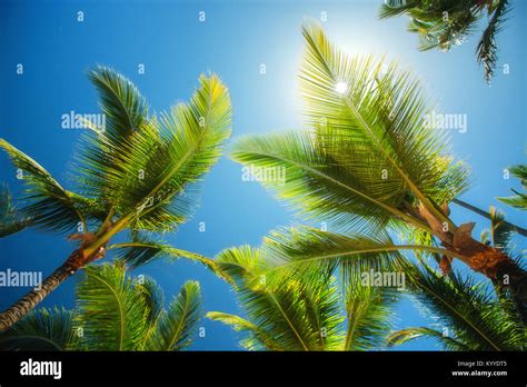 Coconuts Palm Tree Perspective View From Floor High Up Stock Photo Alamy