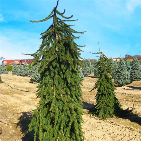 Weeping Norway Spruce For Sale Online The Tree Center