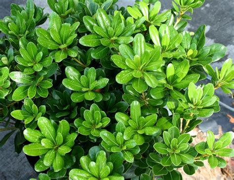 Evergreen Flowering Shrubs For Full Sun Uk Okejely Garden Plant