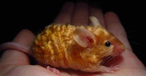 This Golden Mouse Rreallifeshinies