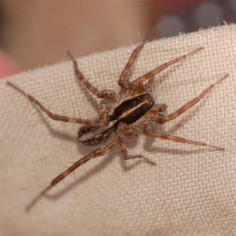 Striped wolf spider - Pardosa hyperborea - BugGuide.Net