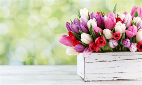 Share the best gifs now >>>. I giardini di marzo: i fiori da curare in questo mese - LEITV