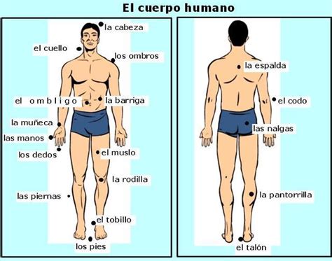 las partes del cuerpo humano