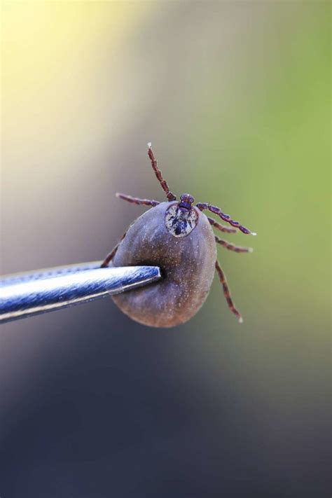 Tick Removal Tips Prevention And Checking