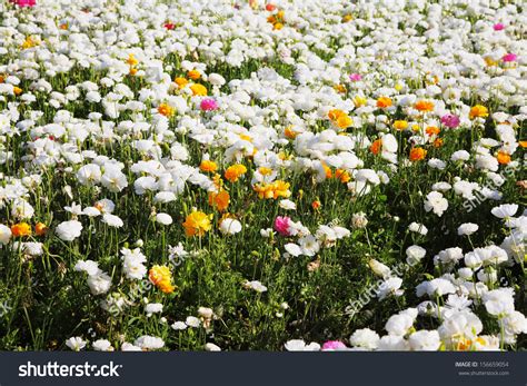 Spring Flowers Israel Vast Field White Stock Photo Edit Now 156659054