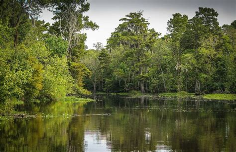 Hd Wallpaper Bayou Louisiana Marsh Alligator Water River Cypress