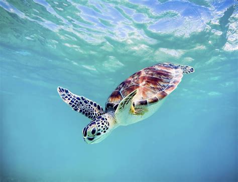 Image Result For Hawaii Green Sea Turtle Sea Turtle Baby Sea