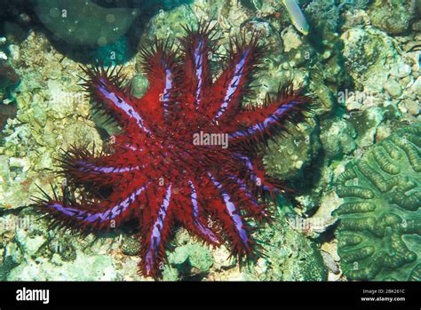 Crown Of Thorns Starfish Acanthaster Planci Thailand Brightly