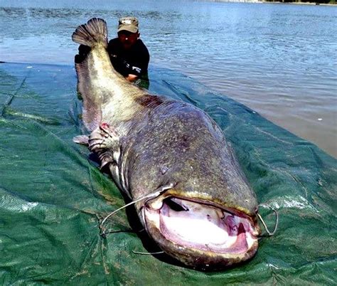 Mekong Giant Catfish Ocean Treasures Memorial Library