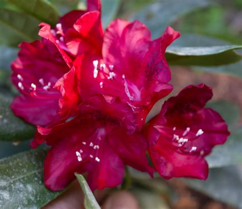 Ar B Rhododendron Cherry Kiss
