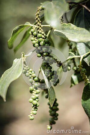 Organic Peppercorn Pods On Pepper Vine Plant In Kampot Cambodia Royalty