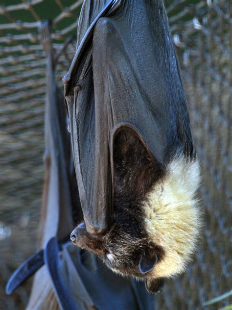 Spectacled Flying Fox Zoochat