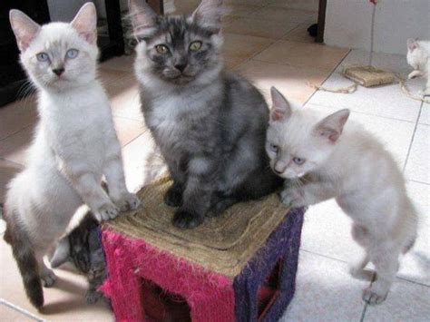 Bengal kittens for sale locally and internationally for pet, show and breeding. Persian mix Bengal Russian Blue FOR SALE ADOPTION from ...