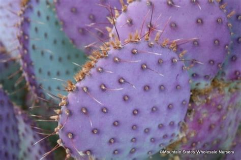 Prickly pear cactus, as with most prickly pears, is instantly recognizable as a cactus by its flat pads, although some have cylindrical segments. Opuntia santa-rita Tubac™ (Purple Prickly Pear, Santa Rita ...