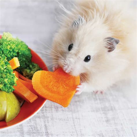 How Often To Give Your Hamster Fruit And Vegetables Hamsters 101
