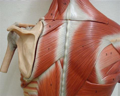 The deltoid, teres major, teres minor, infraspinatus, supraspinatus (not shown) and subscapularis muscles (not shown) all extend from the scapula to the humerus and act on the shoulder joint. Torso back A label.jpg (2874×2304) | Anatomy references ...
