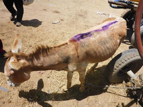 Overworked Donkeys In Somaliland Receive Free Vet Care — Animal Aid Abroad