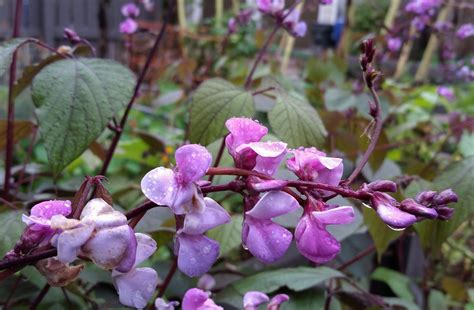 Most varieties will grow to around half a metre in width. Purple Hyacinth Bean - growing on my garden fence - a late ...