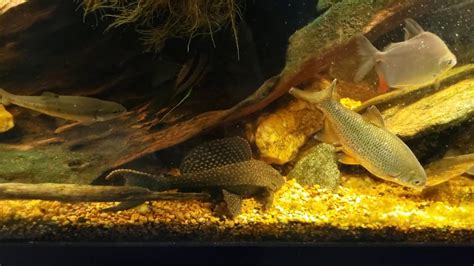 High Fin Spotted Pleco In My New World Tank Youtube