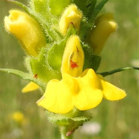 Soluzioni per la definizione *arbusto sempreverde delle anacardiacee* per le parole crociate e altri giochi enigmistici come codycross. Fiori Gialli Mediterranei / 20 Piante Che Potreste ...