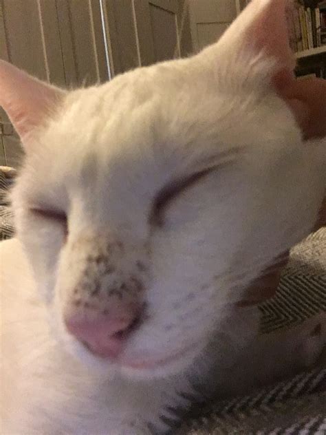 My Cat Has Developed A Black Rash I Suppose On His Nose Hes A L