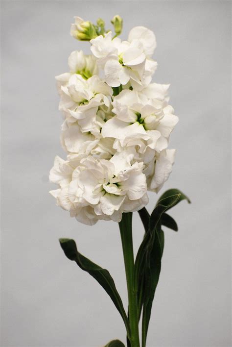 White Stock Flower Bing Images Elegant Flowers Colorful Flowers
