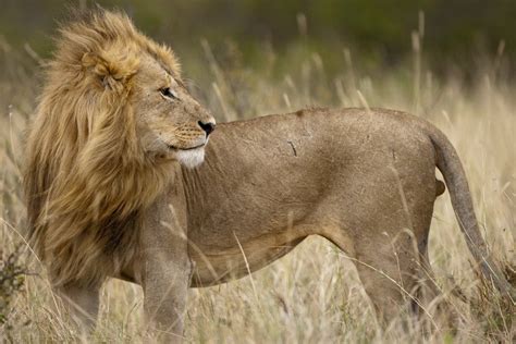 Adult Male Lion In Tall Grass In Masai Mara National Reserve Posters