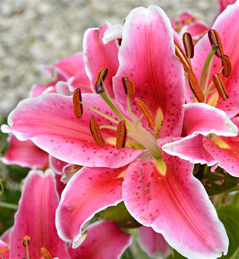 Pink Asiatic Lilies In My Garden Wil W Colorful Flowers Garden