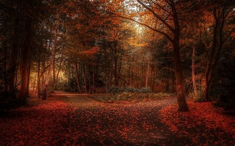 4558386 Fall Shrubs Landscape Trees Dark Red Path