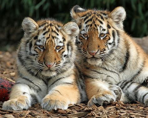 1920x1080px 1080p Free Download Tiger Cubs Big Cat Couple Cute
