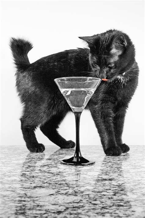 Black Cat Licking Glass Photograph By Aaron Baker