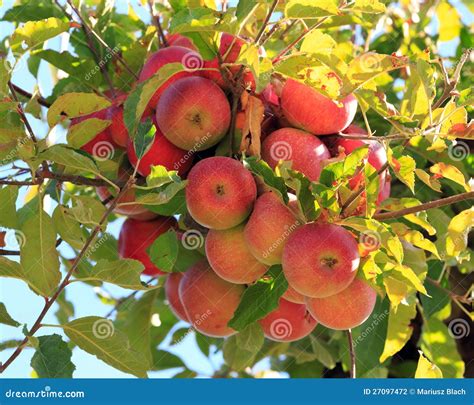 Red Apples On Tree Stock Photography Image 27097472