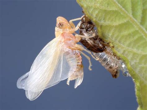 A young teal cicada shedding the exoskeleton of its nymph cycle. molt | biology | Encyclopedia Britannica