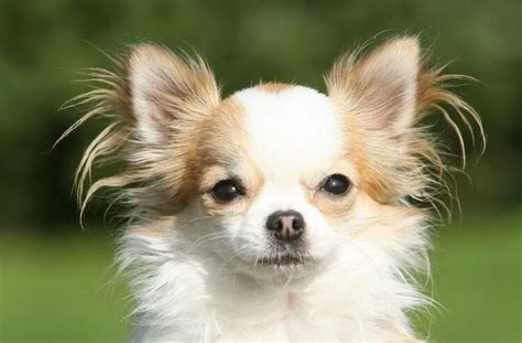 Long Haired Chihuahua Complete Guide To A Luxurious Lap Dog
