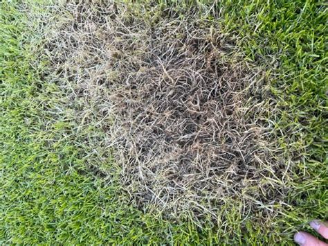 Unexplained Brown Patches In New Lawn — Bbc Gardeners World Magazine