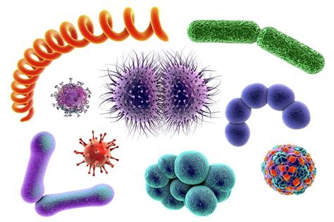 Microbes Photograph By Kateryna Konscience Photo Library Pixels