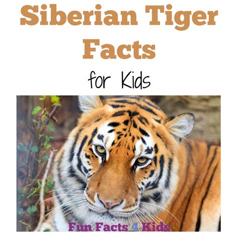Fun And Amazing Siberian Tiger Facts For Kids Fun Facts 4 Kids