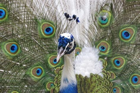 Female Peacocks White