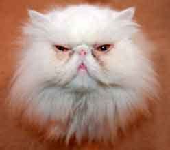 While this medical condition can occur in any breed, it is more common in burmese or persian cats. Cat Eye Problems And Treatment
