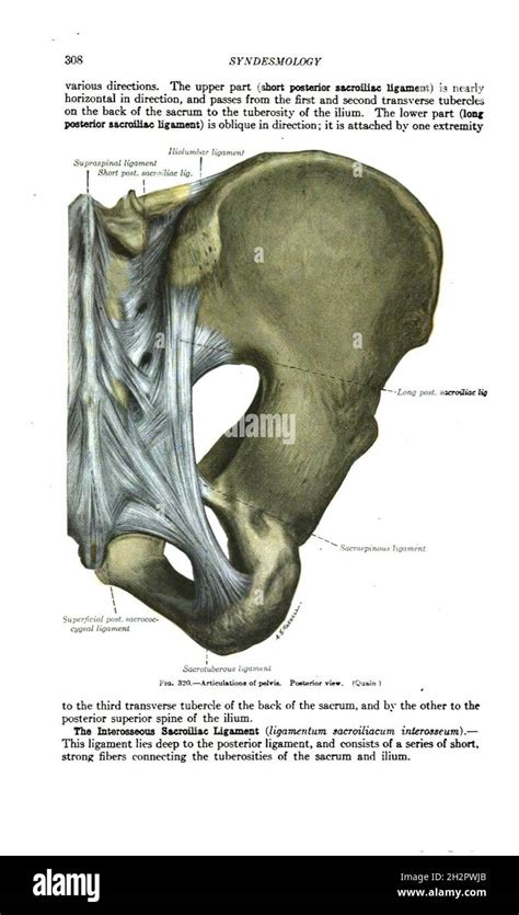 Ligament Inguinal Hi Res Stock Photography And Images Alamy