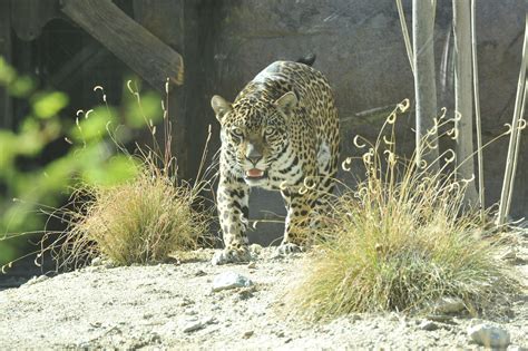 Amazing North American Jaguar At The Living Desert Zoo And Gardens