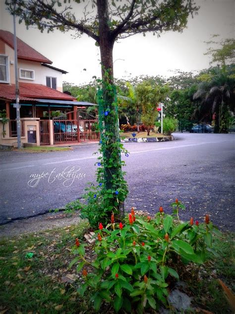 Bunga telang @ blue butterfly pea. My Petak Hijau: Rimbunan telang di batang pokok