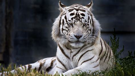 Free Download White Tiger Backgrounds Pixelstalknet