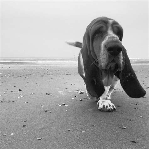 King Of The Beach Basset Dog Basset Hound Basset Puppies