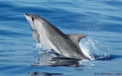 Grand Dauphin Bottlenose Dolphin Cétologie Baleines Et Dauphins