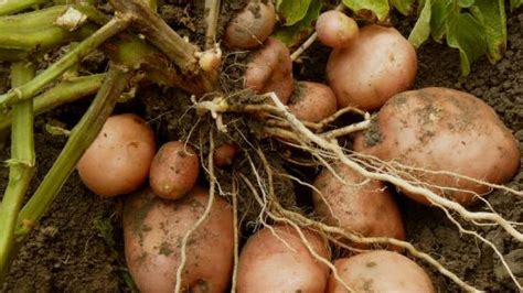 مدة زراعة البطاطس