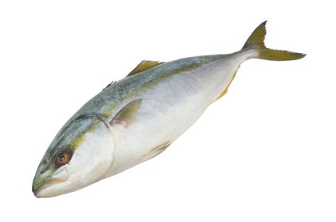 Yellowtail Amberjack Photos Stock Photos Pictures And Royalty Free