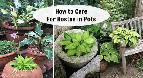 How To Care For Hostas In Pots The Perfect Plants For A Shade Garden