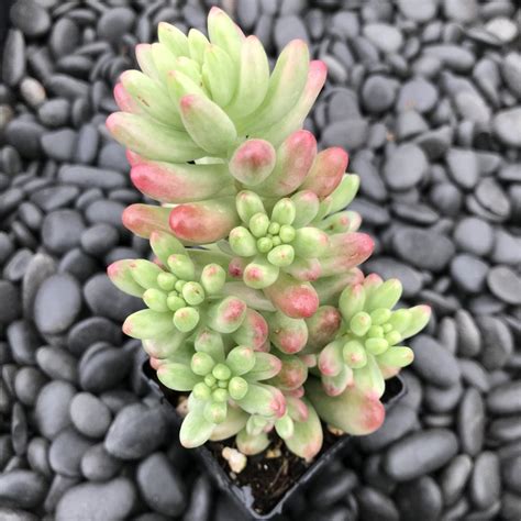 Sedum Rubrotinctum Aurora Pink Jelly Beans 2 Pot Little Prince
